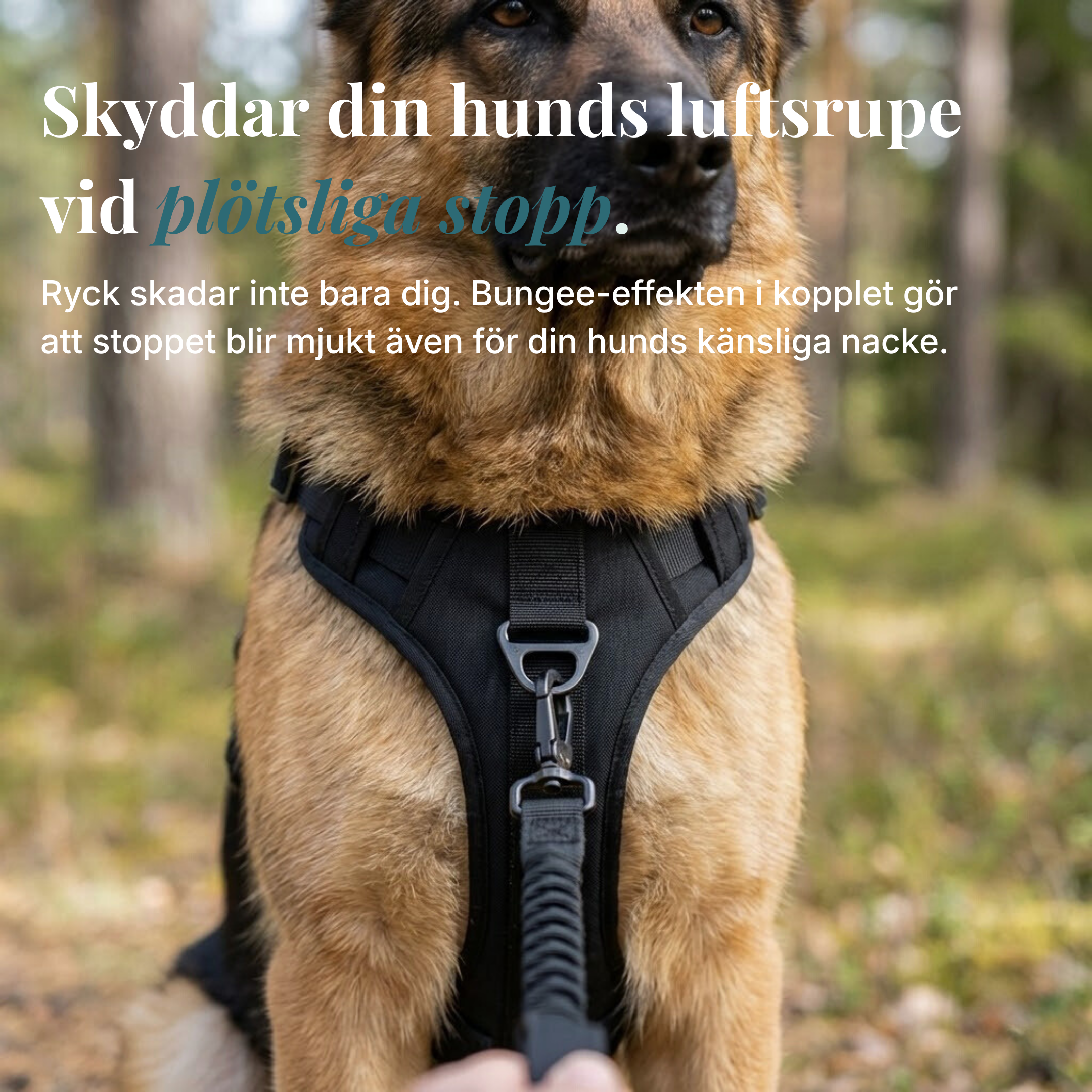 Hundtellas Anti-drag & Hitta hem sele